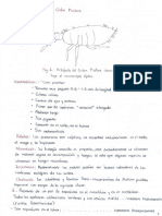 Insectos PDF