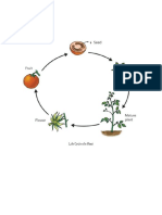 Life Cycle of A Plant