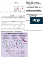 HLA-DRB1 0401 (Class II MHC Gene)