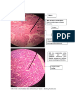 HISTOLOGÍA PRÁCTICA 3ERA UNIDAD (1)