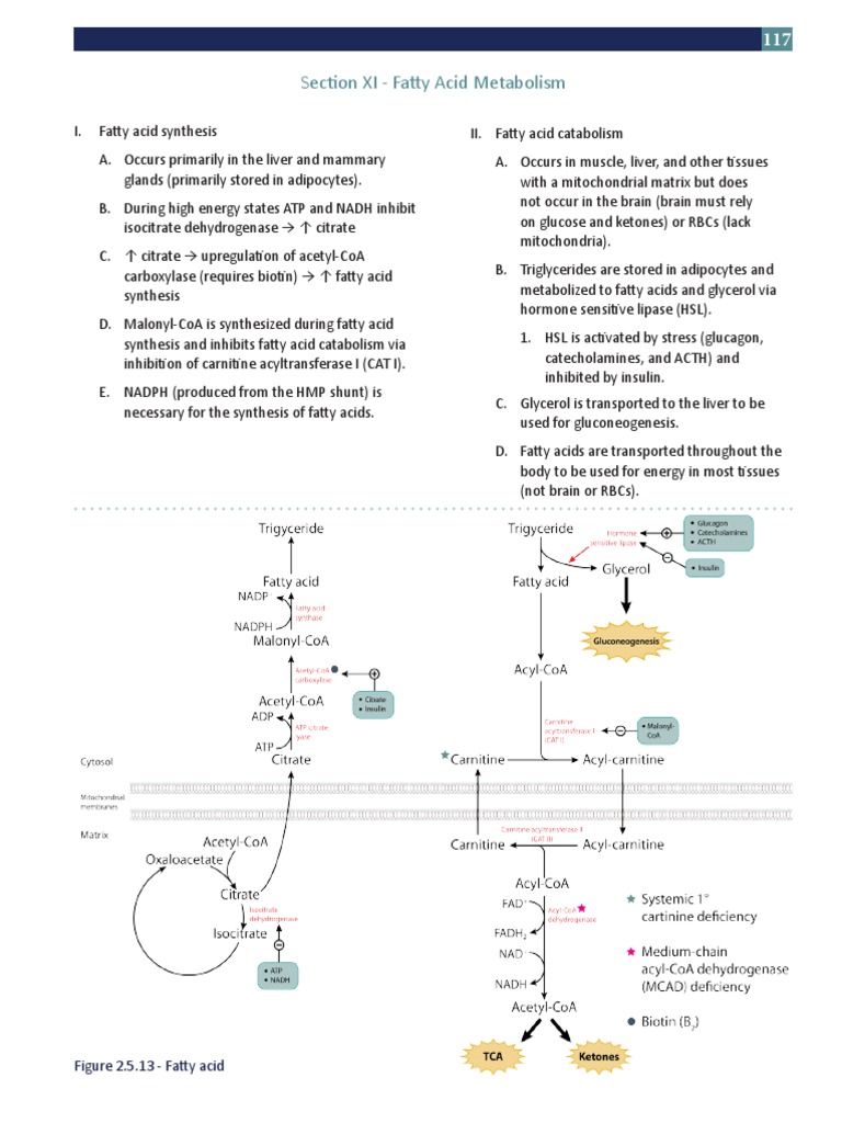 Fatty Acid Metabolism Overview | PDF | Fatty Acid | Biochemistry