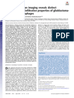 Intravital 2-Photon Imaging Reveals Distinct Morphology and Infiltrative Properties of Glioblastoma-Associated Macrophages