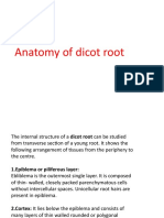 Anatomy of Root and Stem