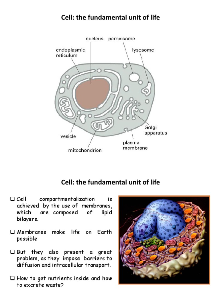 Understanding Cell Membrane Functions | PDF | Cell Membrane ...