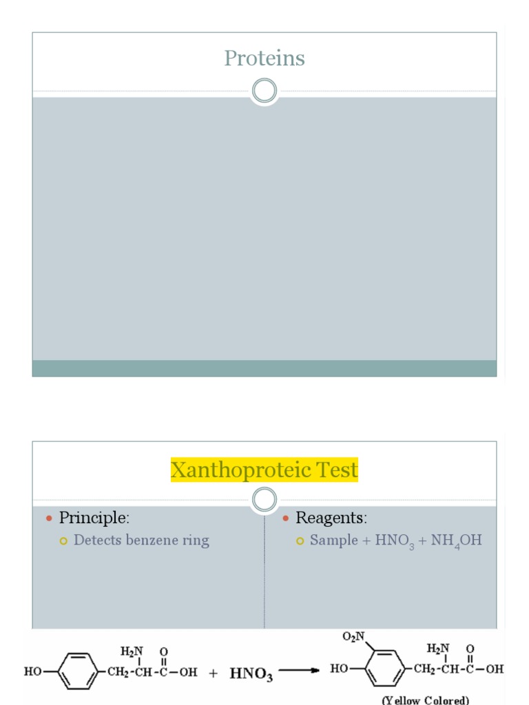 Protein Lab PDF PDF Denaturation (Biochemistry) Proteins