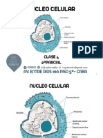 CLASE 4-NUCLEO