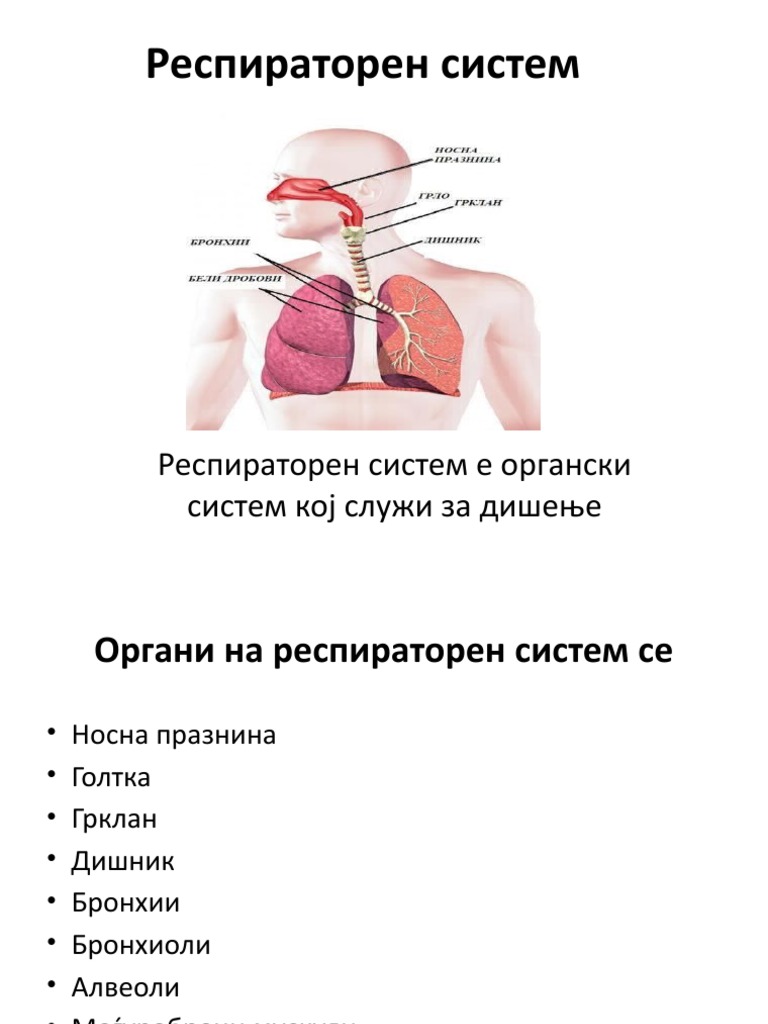 Респираторен систем | PDF