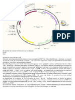 Clonación plásmido pTrc99A