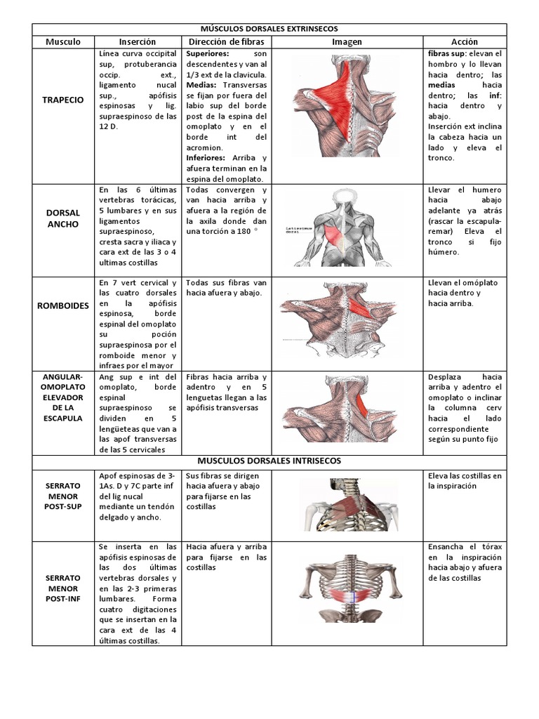 Anatomía de los Músculos Dorsales | PDF | La columna vertebral ...