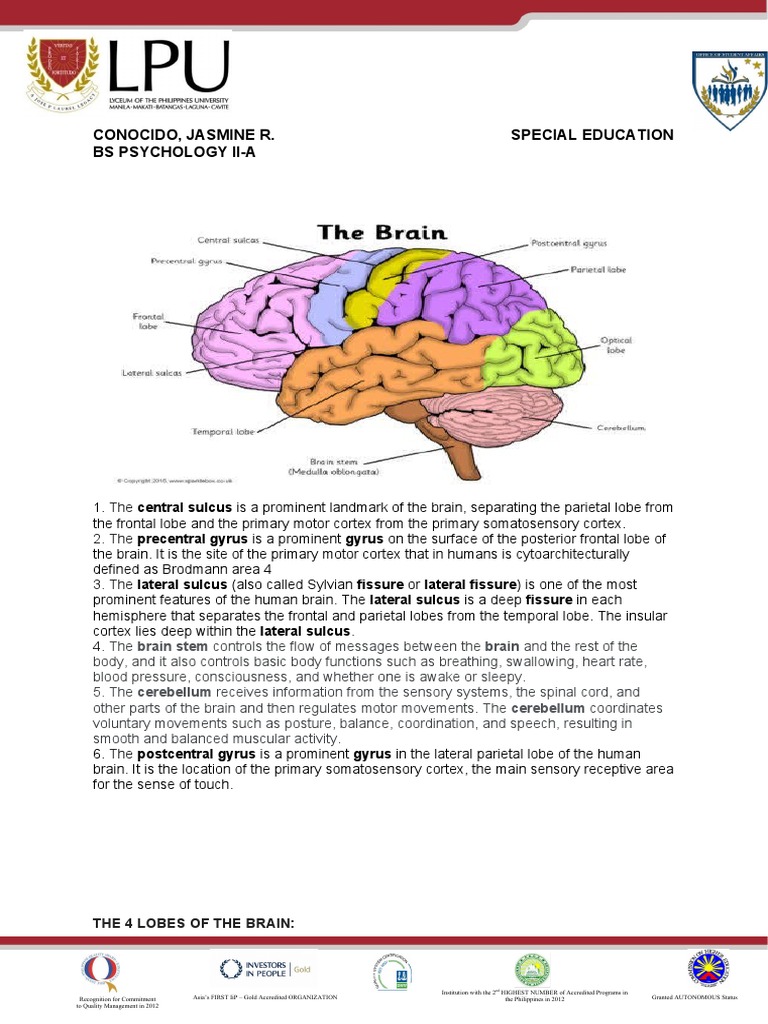 Brain Structure & Function Guide | PDF | Parietal Lobe | Cerebral Cortex