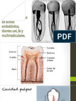 Anatomia Interna PDF