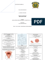 Ciclo Ovarico y Hemorragia Uterina Anormal