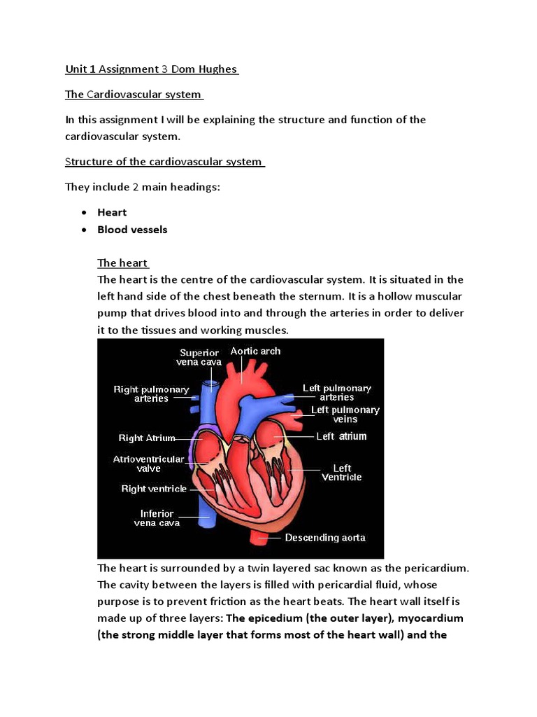 Unit 1 Assignment 3 Dom Hughes CV | PDF | Artery | Atrium (Heart)