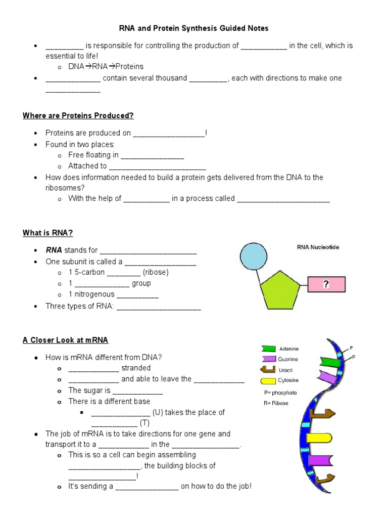Rna and Protein Synthesis Guided Notes PDF Translation (Biology) Rna