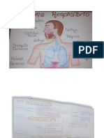 anatomia respiratorio morfo 2