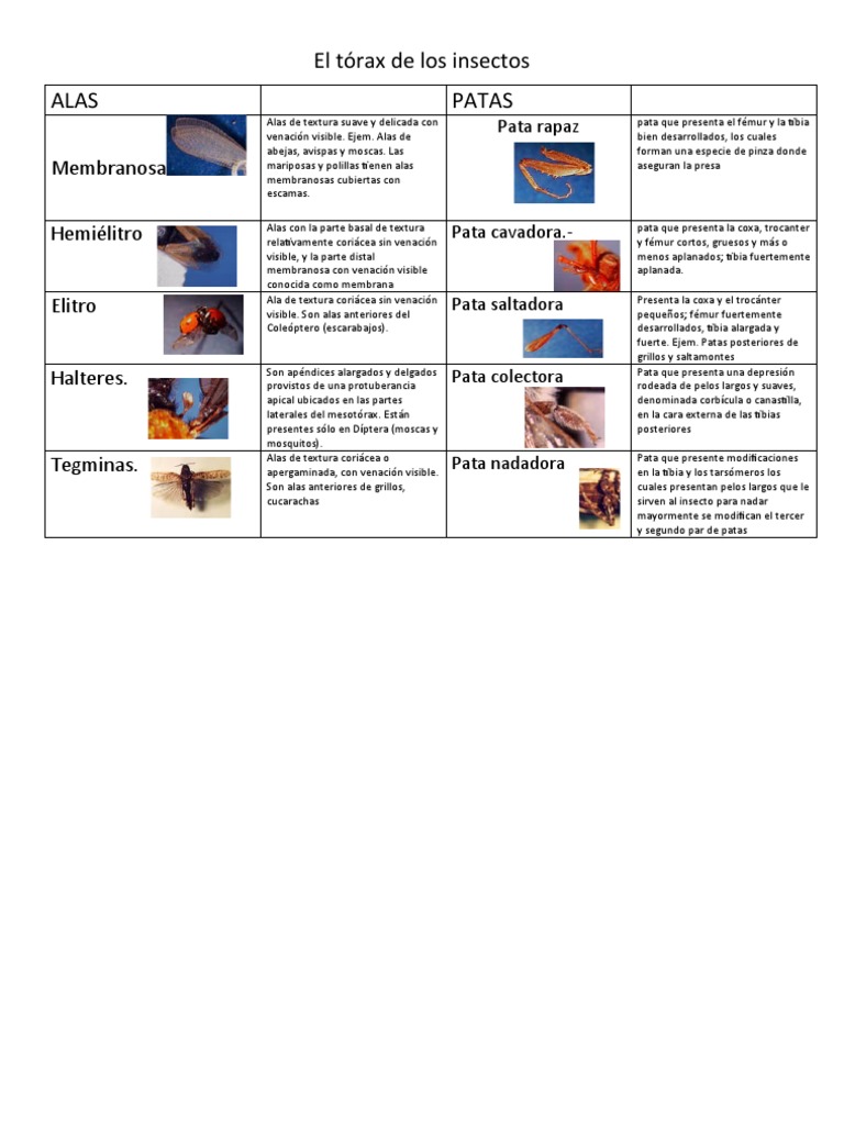 Anatomía y Tipos de Patas en Insectos | PDF | Mosca | Artropodología