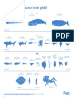 Marine_megafauna_Infographic.pdf