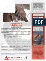 Cacomixtle PDF