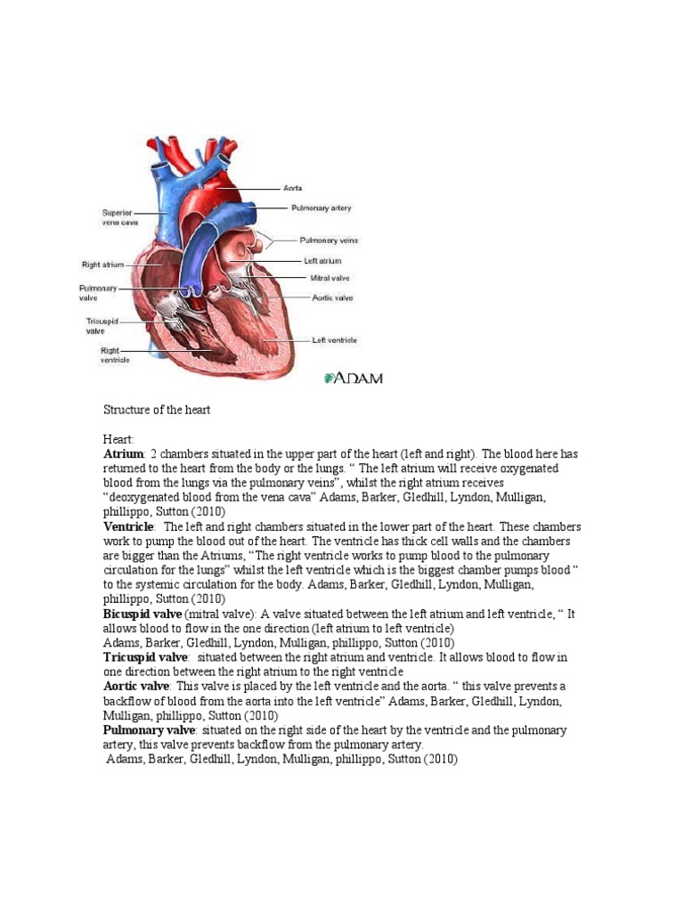 Structure of The Heart Complete | PDF | Heart Valve | Atrium (Heart)