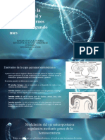 Derivados Capa Germinal y Aspectos Durante El Segundo Mes