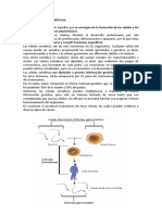 Qué Son Células Somáticas