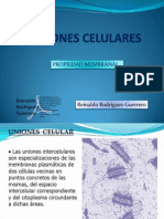 8. Uniones Celulares y El Glicocalix