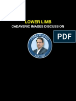 Dr Ashwani Kumar - LOWER LIMB CADAVERIC IMAGES DISCUSSION
