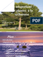 Exposé Sur Les Adaptations Des Plantes À La Secheresse