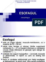  Esofagul