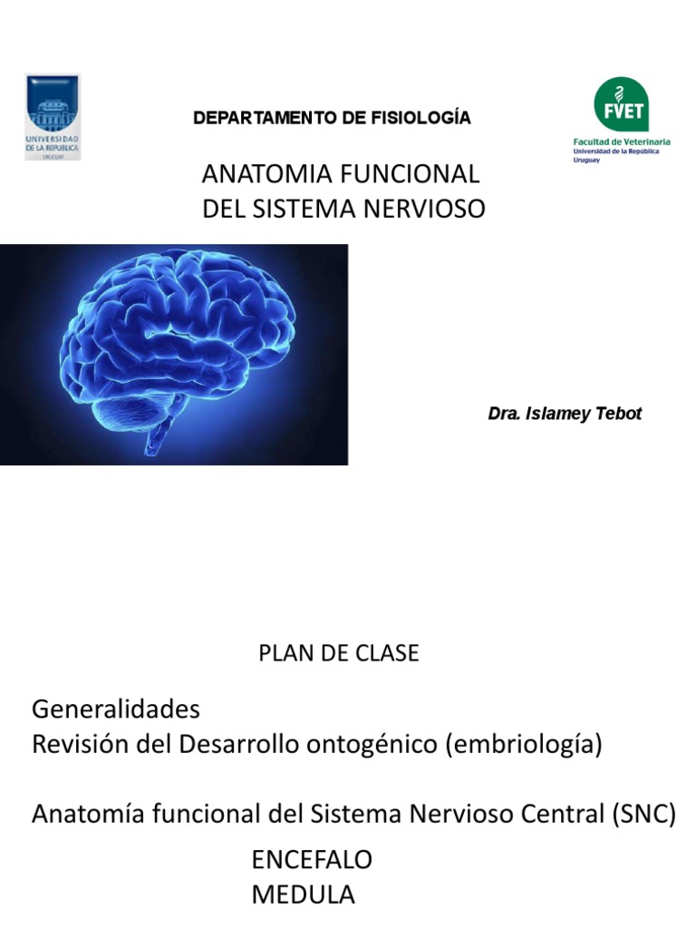 Anatomía Funcional SN | PDF | Sistema nervioso central | Cerebro