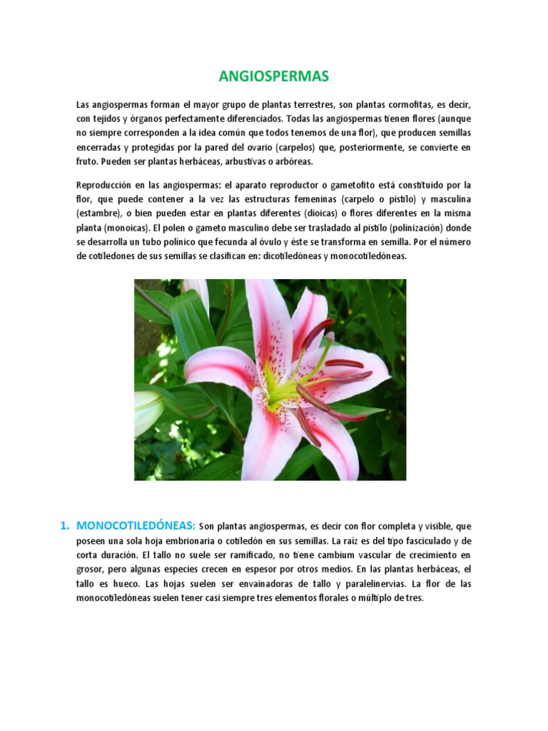 Características de las Angiospermas | PDF | Flores | Tallo de la planta