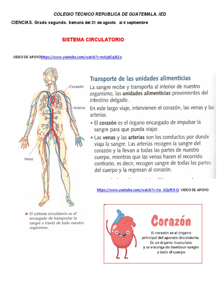 Sistema Circulatorio para Segundo Grado | PDF