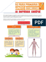 Sistema Nervioso Central para Segundo de Primaria