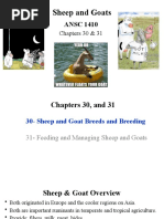 Sheep Handbook | PDF | Sheep | Lamb And Mutton