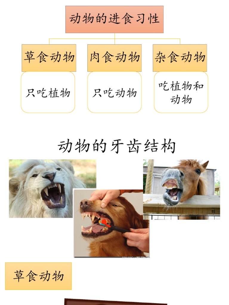 动物的牙齿结构和活动本pdf