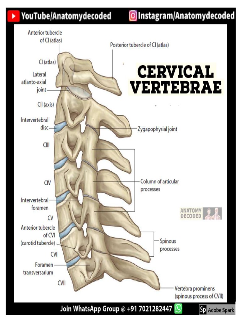 Cervical Vertebrae AD Notes (Anatomy Decoded YouTube) PDF | PDF
