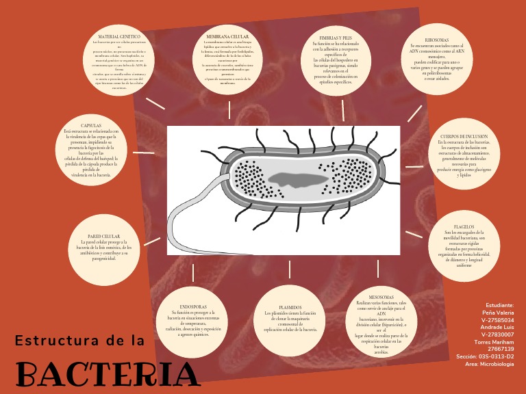 Estructura y Funciones de las Bacterias | PDF | Las bacterias ...