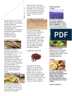 Plantas Alimenticias