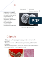 2e.Capsula (1).pdf