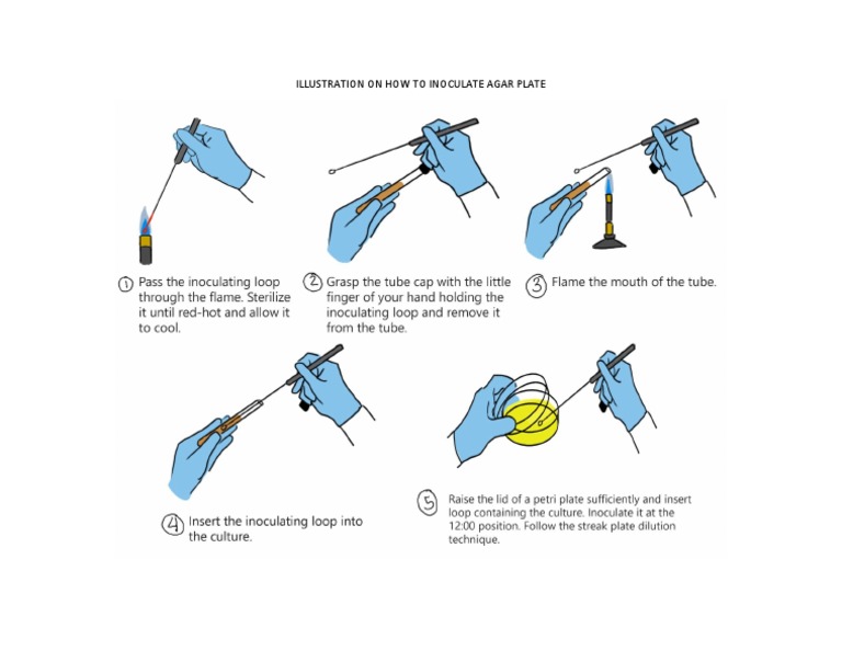 Agar Plate Inoculation Guide | PDF
