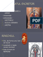 Anatomie APARATUL EXCRETOR