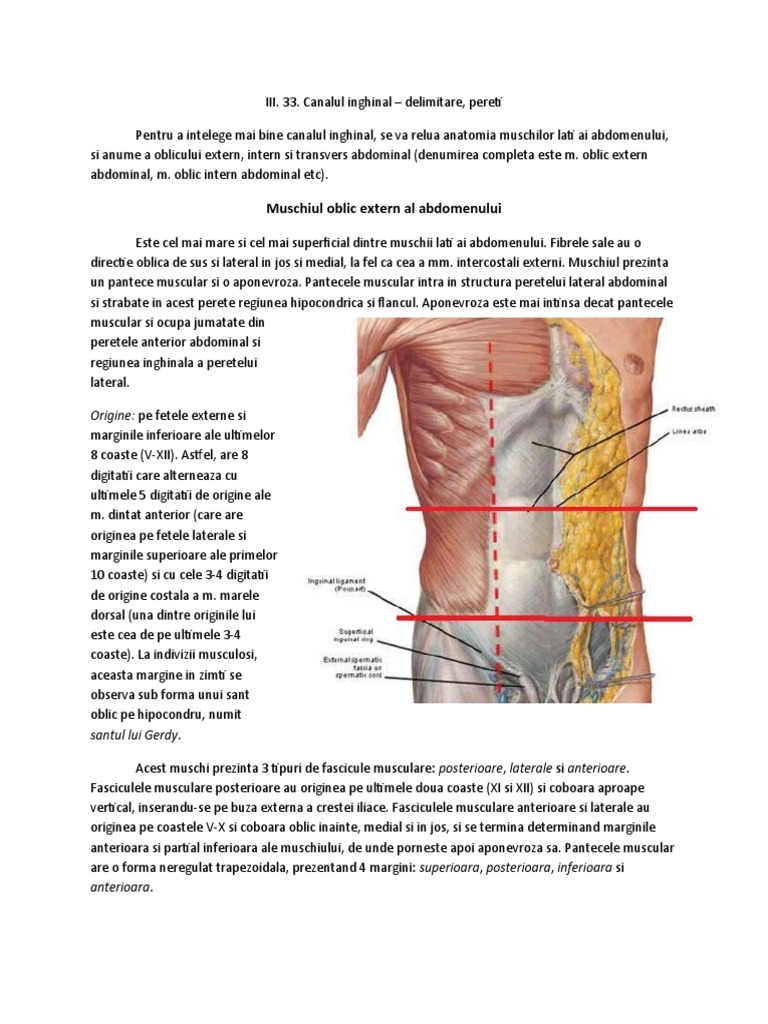 III. 33. Canalul Inghinal | PDF