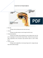Anatomi Mata Dan Fisiologi Penglihatan 2