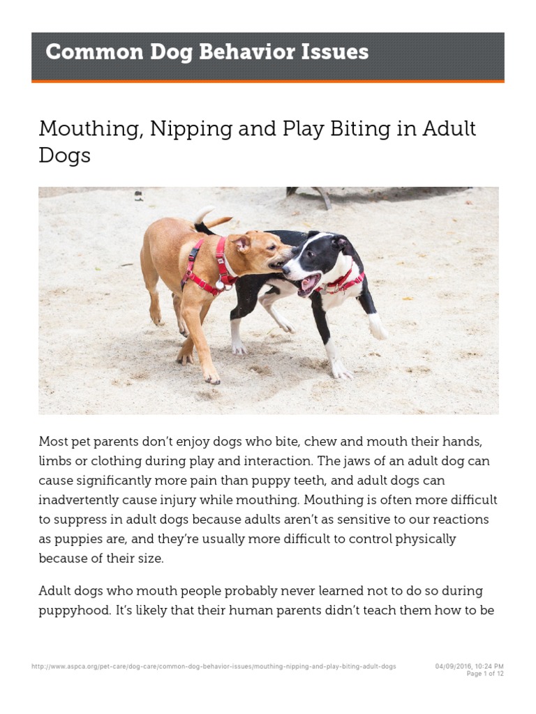 Mouthing Nipping and Play Biting in Adult Dogs ASPCA PDF Dogs
