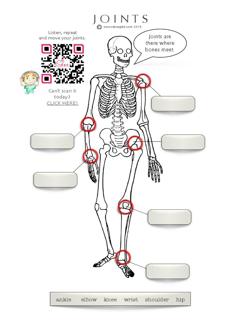An Illustrated Guide to the Major Joints of the Human Body PDF
