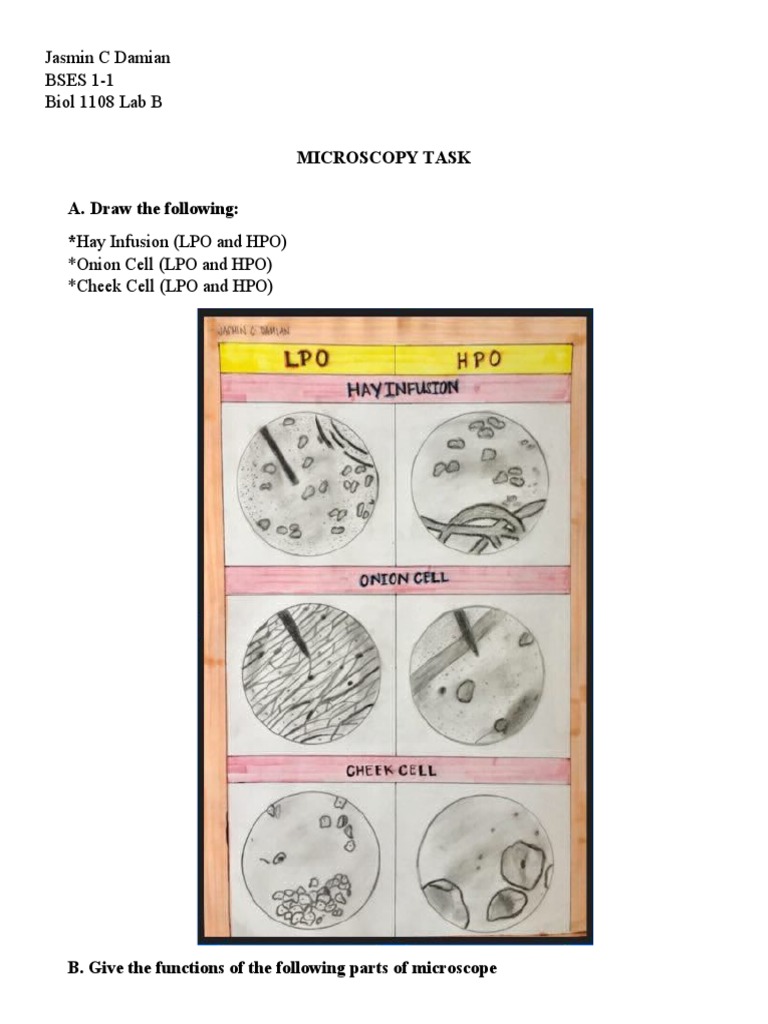 Microscopy Task A. Draw The Following Hay Infusion (LPO and HPO) PDF