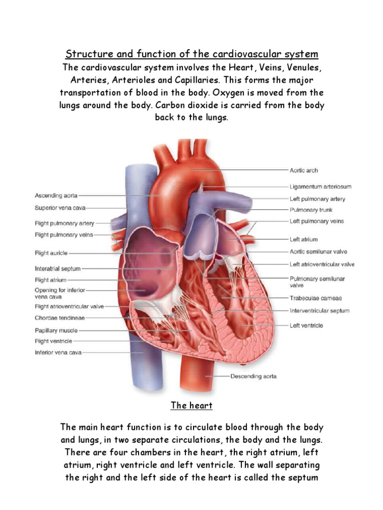 Structure and Function of The Cardiovascular System | PDF | Atrium ...