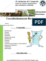Coccidioidomicosis Bovinos.pptx