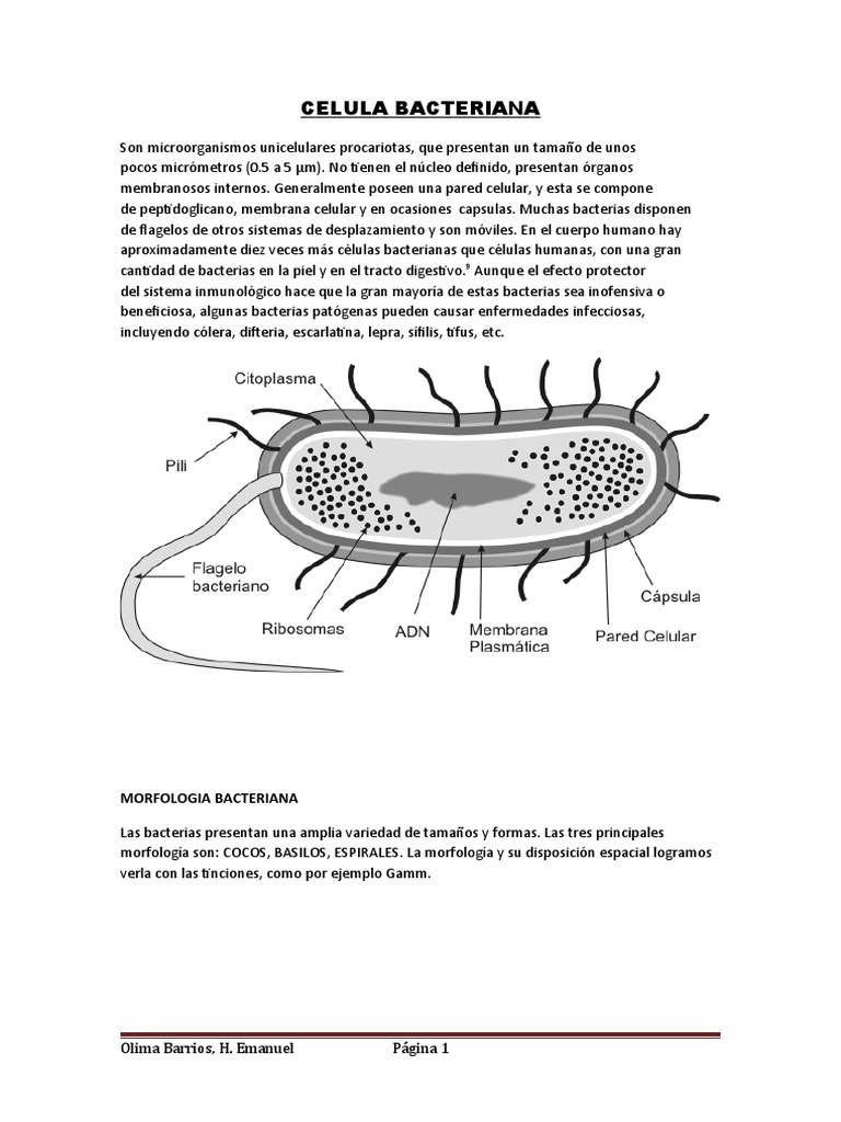 Estructura y Funciones de la Bacteria | PDF | Las bacterias | Plásmido