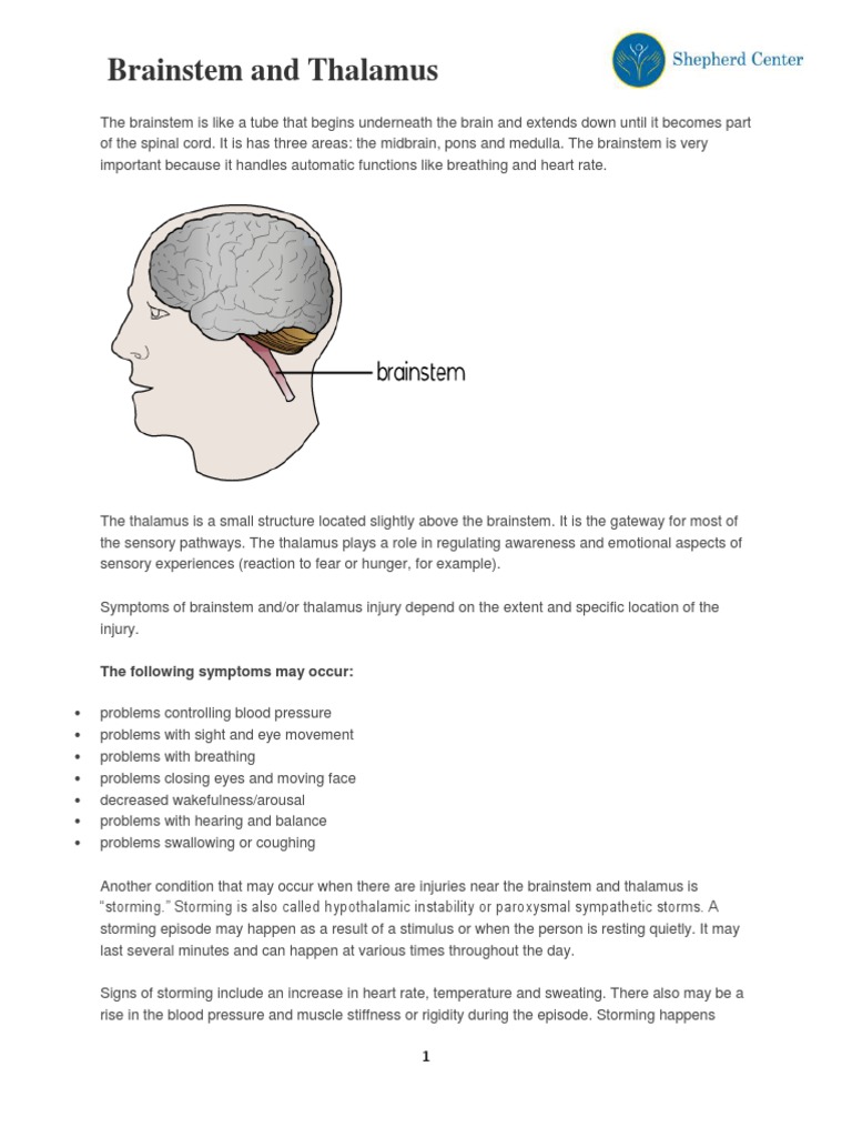 Brainstem and Thalamus PDF | PDF